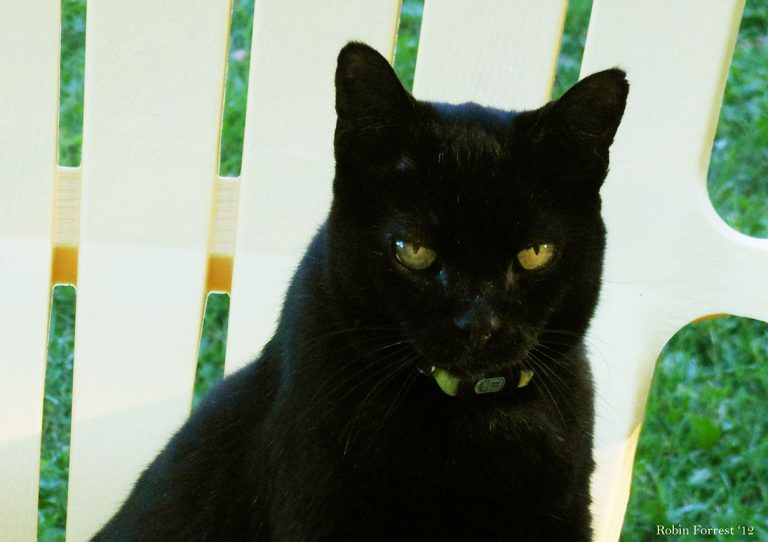 Cornelius Cat