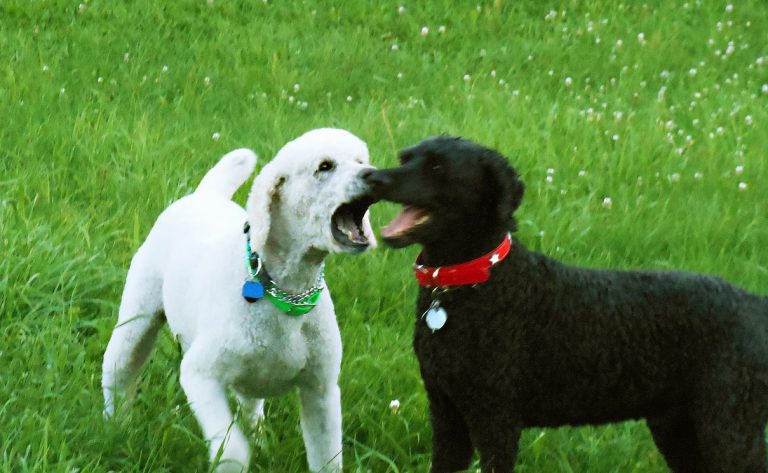 Dexter and Lucan