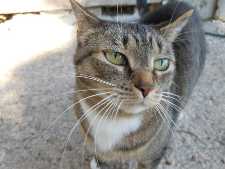Reebus Cat
