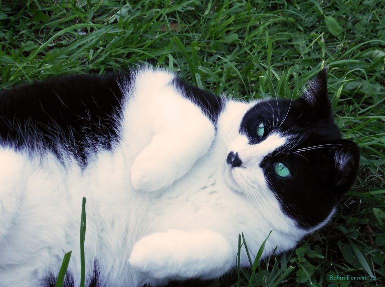 Tuxedo Moo Cat